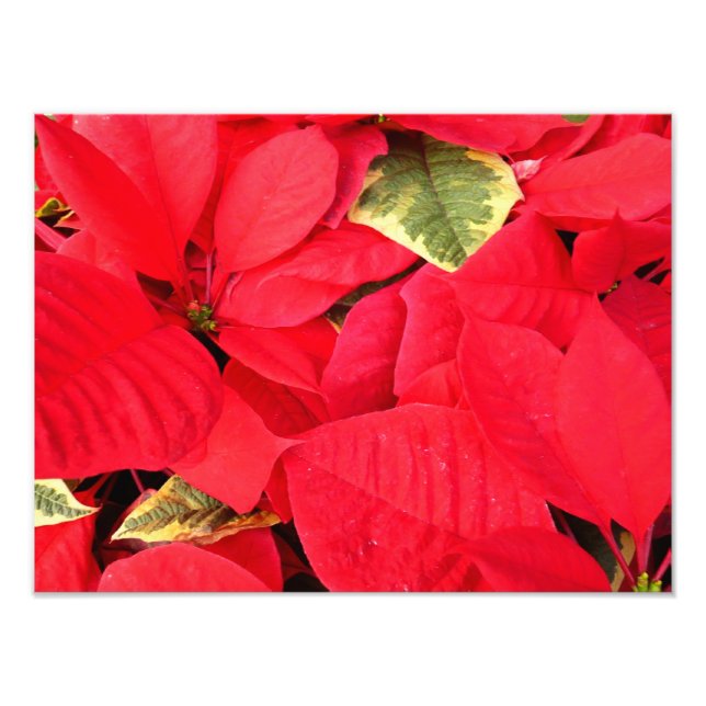 Foto Holly Point Poinsettias Holiday Floral (Frente)