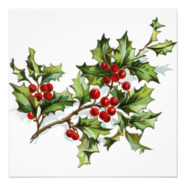 Foto HollyBerries20150801 (Frente)