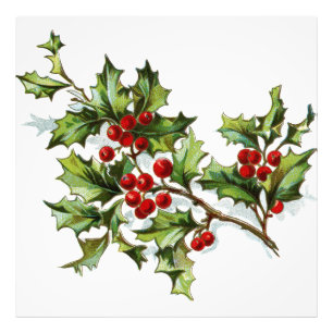 Foto HollyBerries20150802