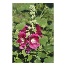 Hollyhock 33x48 cm