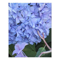 Hortênsia de Cabeça de Mop Azul Floral