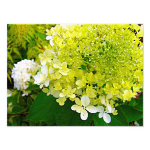 Foto Hortênsia Limelight Verde Chartreuse Elegante