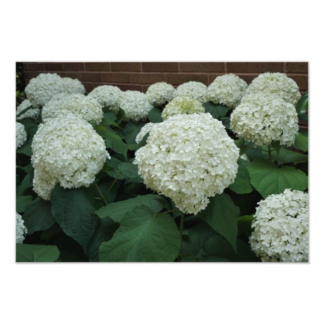 Foto Hortênsia Lisa 19"x13" (Frente)
