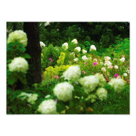 Foto Hortênsias Limelight no Meu Jardim Rubio