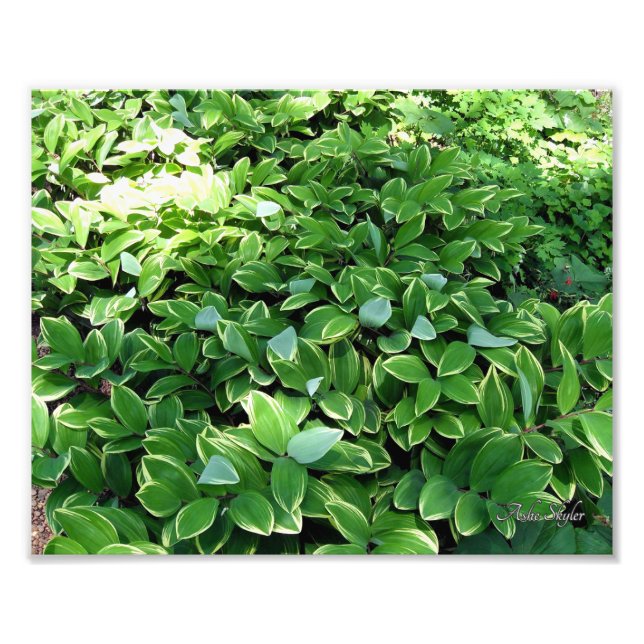 Foto Hosta Bed (Frente)