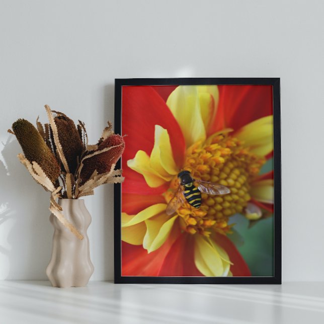 Foto Hover Fly sobre Collarette Dahlia (In Situ Framed)