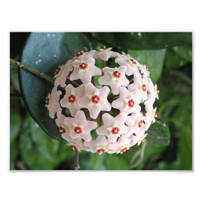 Foto Hoya Wax Plant Globe Red and White Stars Nature (Frente)