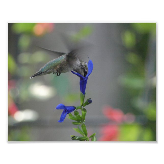 Foto Humming Bird salvia sapphire blue impressão (Frente)