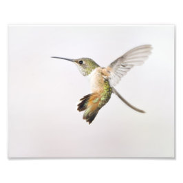 Foto Hummingbird