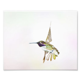 Foto Hummingbird