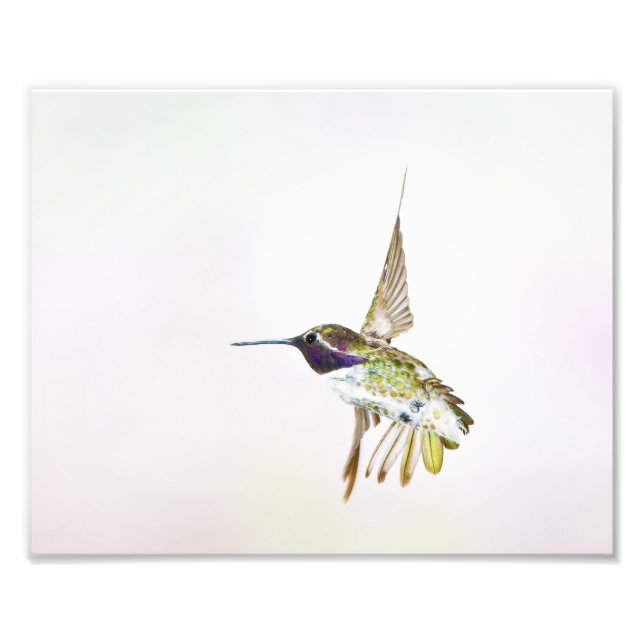 Foto Hummingbird (Frente)