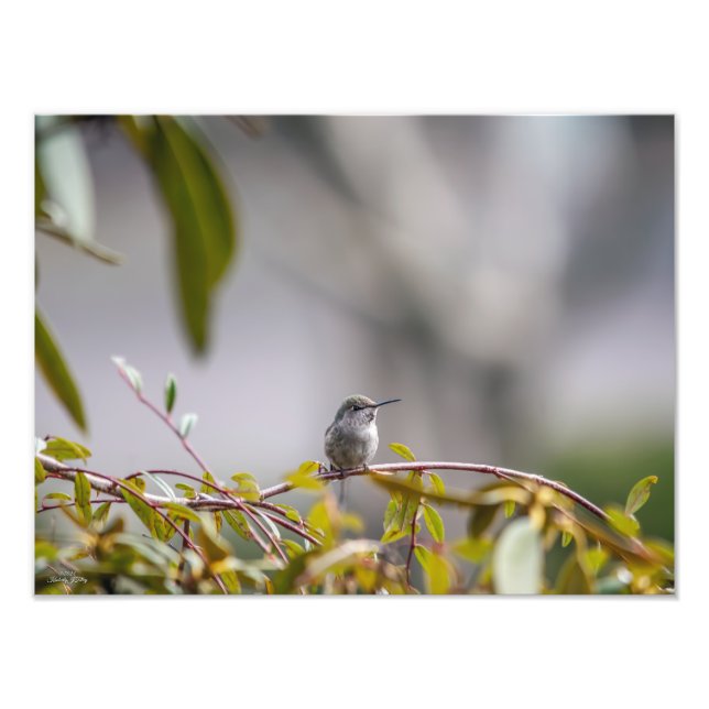 Foto Hummingbird 3346 (Frente)