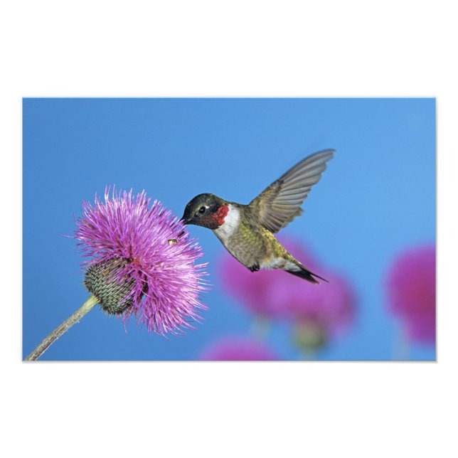 Foto Hummingbird com garganta (Frente)