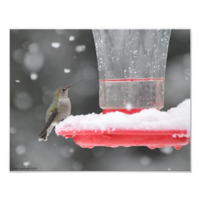 Foto Hummingbird da Anna 11X14 na neve (Frente)