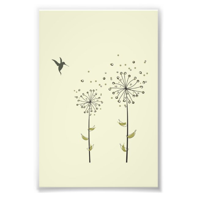 Foto Hummingbird e Dandelion (Frente)