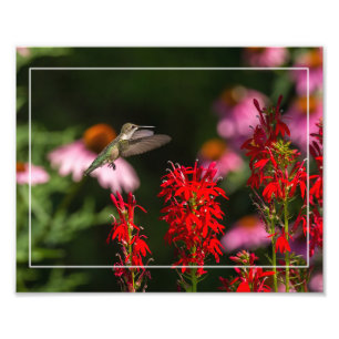 Foto Hummingbird E Flor Cardinal