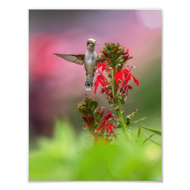 Foto Hummingbird E Flor Cardinal (Frente)