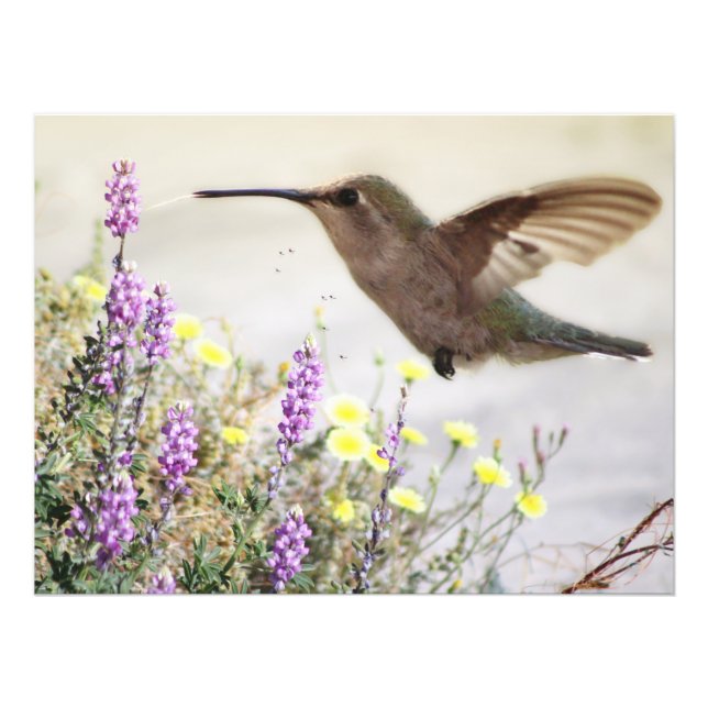 Foto Hummingbird e flores silvestres Arte digital (Frente)