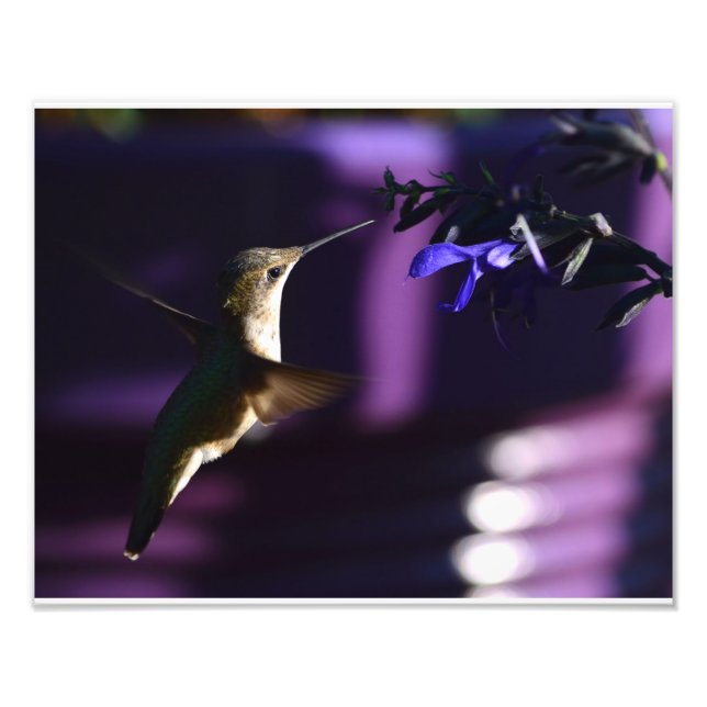 Foto Hummingbird e Salvia Black & Blue (Frente)