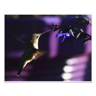 Foto Hummingbird e Salvia Preto e Azul