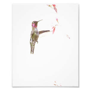 Foto Hummingbird e solteiro