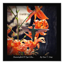 Hummingbird e Tiger Lily Wall Art Impressão por St