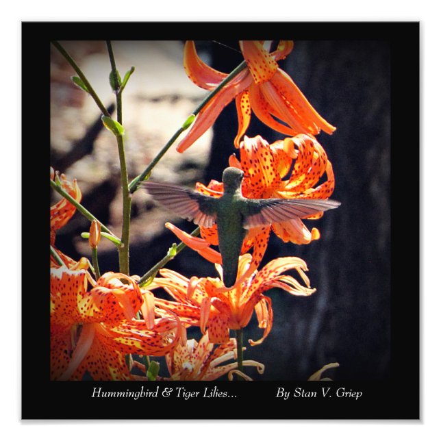 Foto Hummingbird e Tiger Lily Wall Art Impressão por St (Frente)