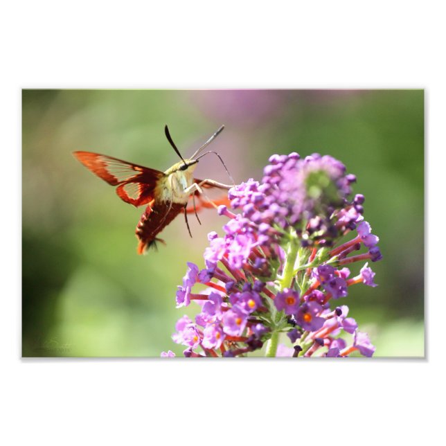 Foto Hummingbird Moth em uma Borboleta Bush (Frente)
