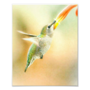 Foto Hummingbird na luz da manhã cedo