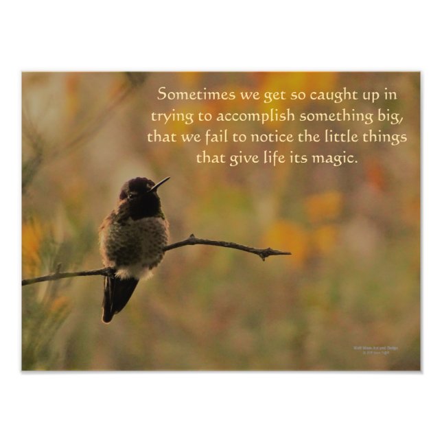 Foto Hummingbird Nas Cores Amarelas Quentes De Ramifica (Frente)