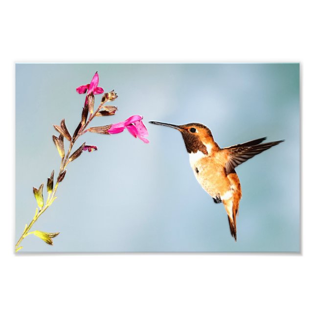 Foto Hummingbird selvagem na natureza (Frente)