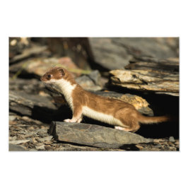 Foto Hunting Weasel