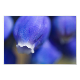 Foto Hyacinth Grape