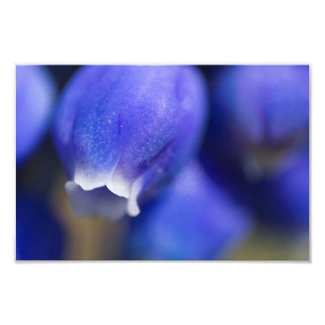 Foto Hyacinth Grape (Frente)