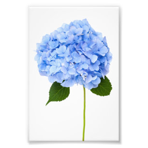 Foto Hydrangea