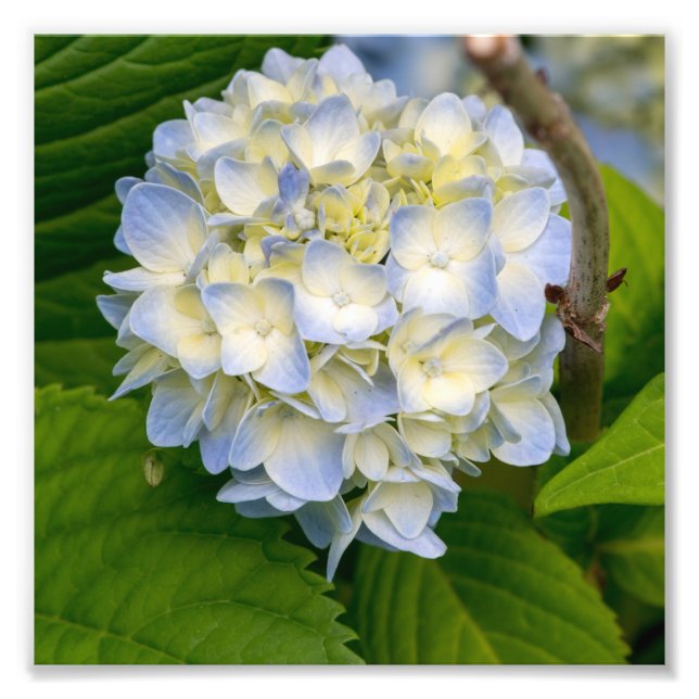 Foto Hydrangea Flower (Frente)