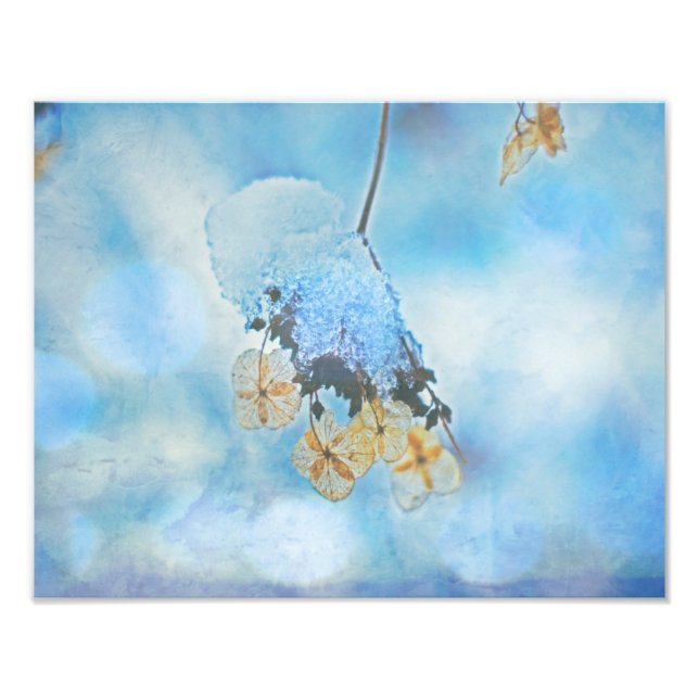 Foto Hydrangeas Congeladas (Frente)