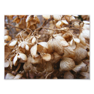 Foto Hydrangeas de fevereiro