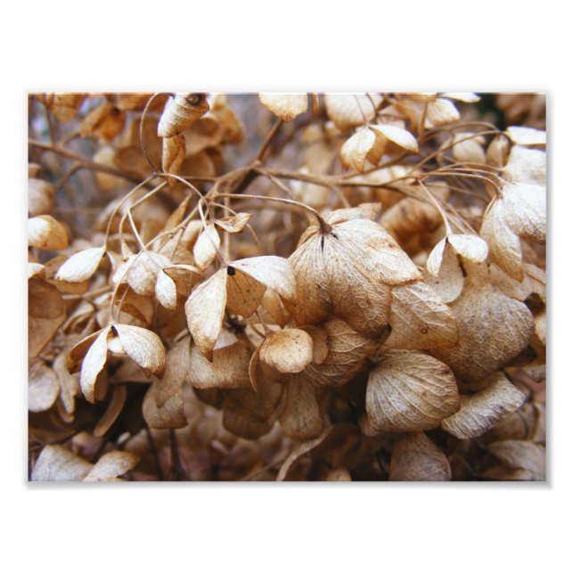 Foto Hydrangeas de fevereiro (Frente)