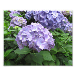 Foto Hydrangeas no Jardim Trebah, Cornwall