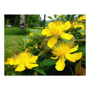 Foto Hypericum calycinum