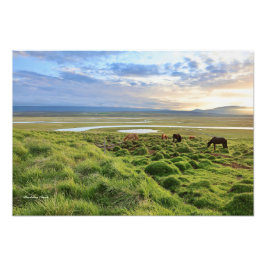 Foto Icelandic horses; country scene