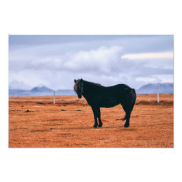 Foto Iconic black Icelandic horse