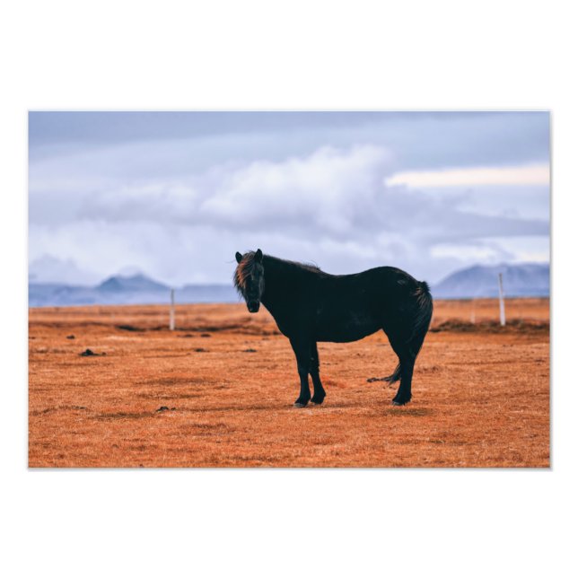 Foto Iconic black Icelandic horse (Frente)