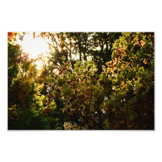 Foto Idyllwil- Pine Cove