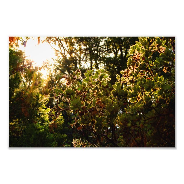 Foto Idyllwil- Pine Cove (Frente)