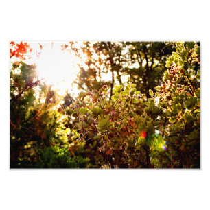 Foto Idyllwil- Pine Cove