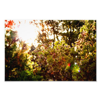 Foto Idyllwil- Pine Cove