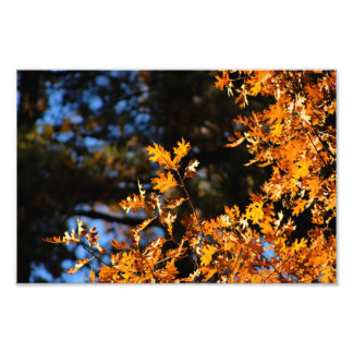 Foto Idyllwil- Pine Cove