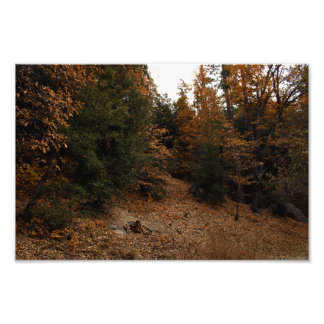 Foto Idyllwil- Pine Cove